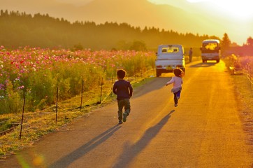コスモス畑で夕日の向かって走る子供たち