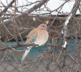 Dove on a branch