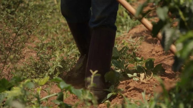 Person scarifying ground for plantation