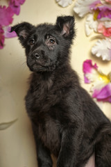 black puppy on a floral background