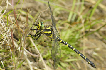 Dragon Fly