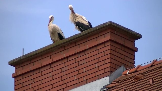 Zwei Wei&szlig;st&ouml;rche "thronen" hoch oben auf einem Schornstein
