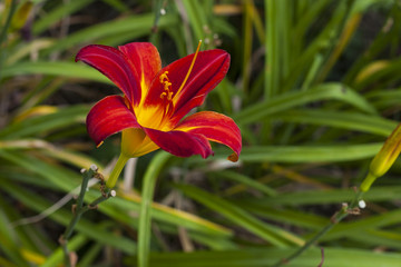 Red and yellow lily in a sea of green