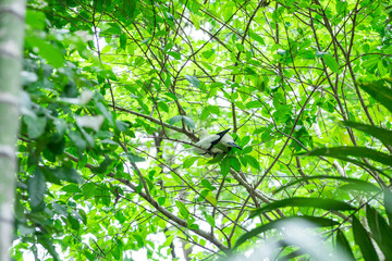 Ducula bicolor Bird