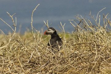 Puffins