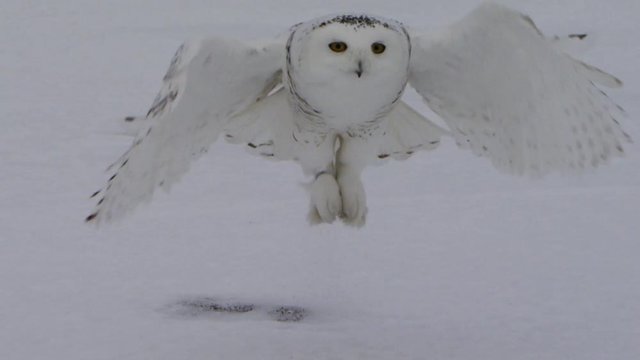 Snowy Owl head on flying at mouse and grabbing it in talons 