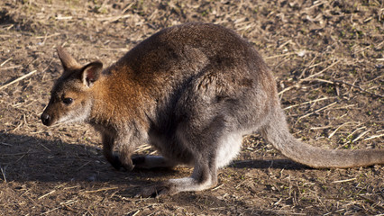 red kangaroo