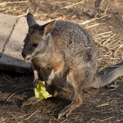 red kangaroo