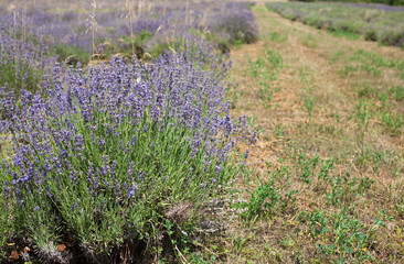 Obraz premium Abandoned lavender field