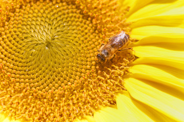 We can see a yellow sunflower which is enjoying the sunshine and the heat. It is blossoming in the summer. A bumblebee is collecting nectar on a sunflower.