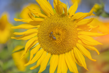 There are a couple of bumblebees on a yellow sunflower. It is a beautiful summer day on the field.