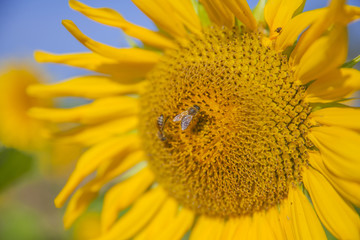 Obraz premium We can see a yellow sunflower which is enjoying the sunshine and the heat. It is blossoming in the summer. A bumblebee is collecting nectar on a sunflower.