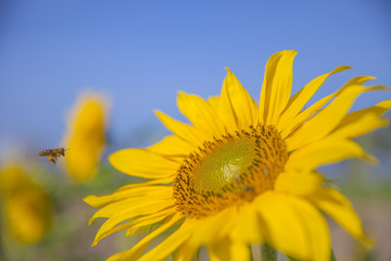 A bumblebee is approaching the sunflower. We can see a yellow sunflower which is enjoying the sunshine and the heat. It is blossoming in the summer.