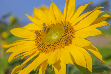 Five big sunflowers are standing on a sunflower and are collecting nectar. It is summer time.