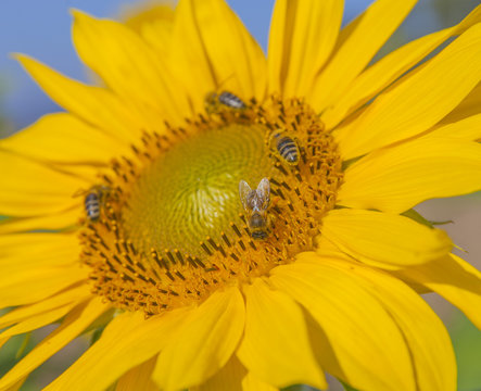 We can see a yellow sunflower which is enjoying the sunshine and the heat. It is blossoming in the summer. There are three insects on the sunflower.