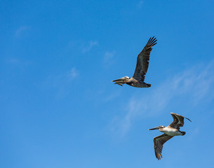 Obraz premium Two Pelicans in Flight