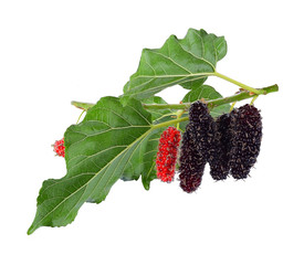 Mulberry isolated on white background