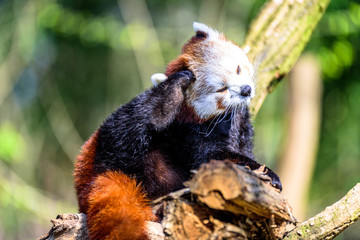 Fototapeta premium Little Panda scratching his head