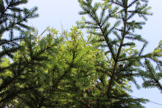 Background spruce branches