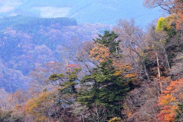 九重町の大吊橋と紅葉