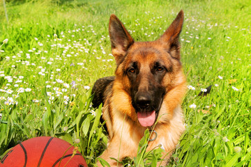 German Shepherd smiles happily after a basketball game in the bright green meadow with a lot of white chamomiles.