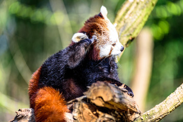 Little Panda scratching his head