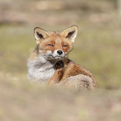 Red fox in nature on a sunny spring day
