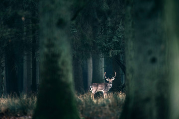 Male fallow deer standing in tall grass of forest.