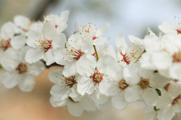 Fototapeta premium Spring flowers of cherry blossom