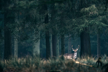 Male fallow deer standing in tall grass of forest.