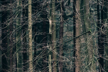 Twigs of trees in deciduous forest.