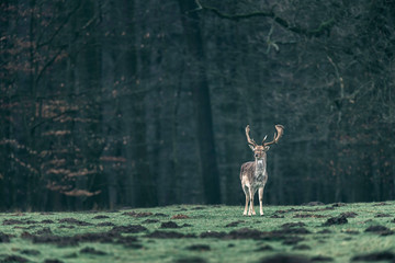 One fallow deer buck in meadow of forest.