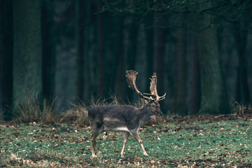Fallow deer buck walking over meadow in forest.