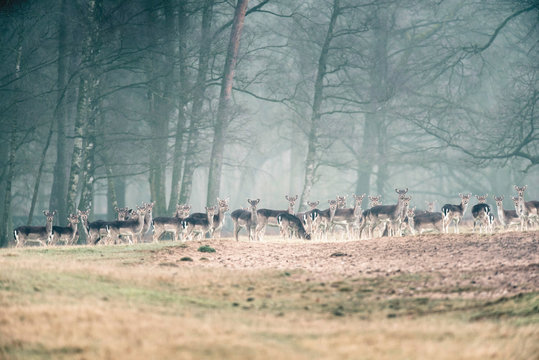 Large group of fallow deer in a row in misty forest meadow.