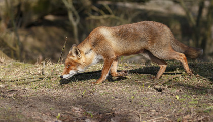 Red fox in nature on a sunny spring day
