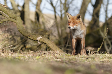 Red fox in nature on a sunny spring day
