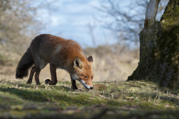 Red fox in nature on a sunny spring day
