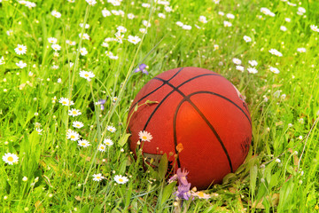 Basketball ball in the bright green meadow with a lot of white chamomiles.