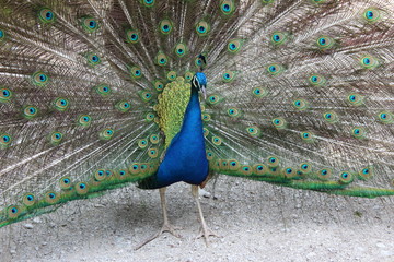Peacock