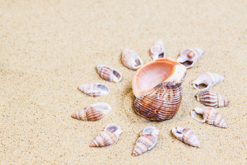 Fototapeta na wymiar Seashells at the sand, wallpaper 