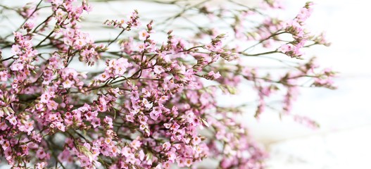 Pink spring flowers against distressed white background, soft focus