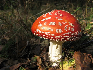 Mushroom in the Belarusian summer forest