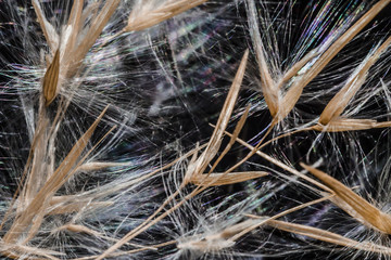 Ears of a plant on a black background macro