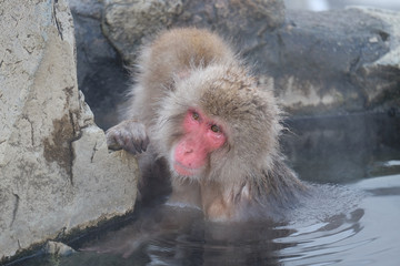 温泉に入る猿
