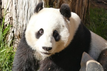 Obraz premium RiesenPanda