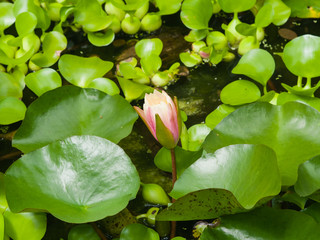 European Waterlily, Water Rose or Nenuphar, Nymphaea, pink flower bud macro, selective focus,...