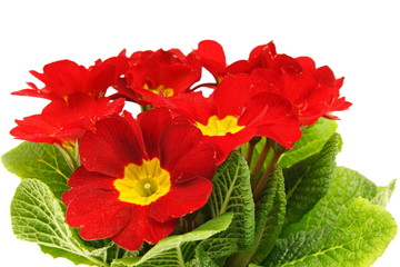 Beautiful red primula flower with a drops water close-up