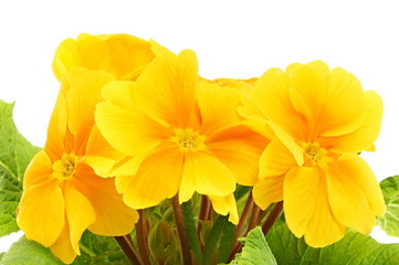 Fototapeta premium Beautiful yellow primula flower with a drops water close-up