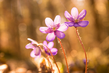 Fr&uuml;hbl&uuml;her