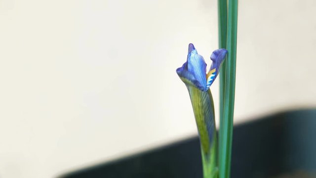 Timelapse of an Iris Flower Blooming